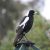 Magpie Alert! It’s Magpie swooping season in Canberra